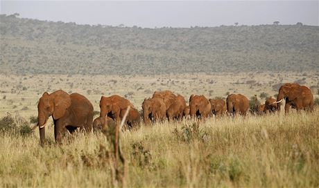 Stádo slon (ilustraní foto)