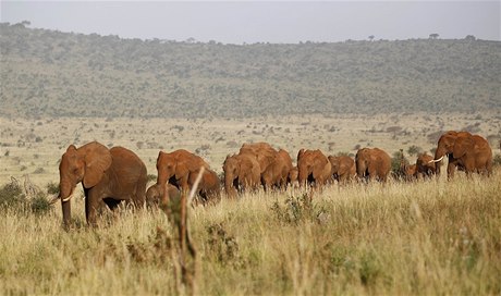 Stádo slonů (ilustrační foto)