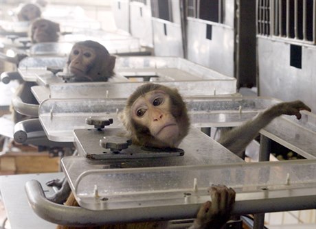 Kolik je hodn�? V�dci se zdráhají uvést cílové po�ty pokusných zví�at. Na snímku opice v moskevské laborato�i, kde jsou testovány dopady vesmírného pobytu na organismus.