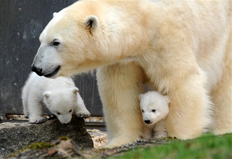 Medvíďata se narodila na začátku prosince.