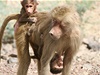 Opice s mláďaty v Etiopii.