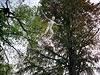 Létavec zavený pod korunami strom v parku v Gebauerov roditi Hradci nad Moravicí.