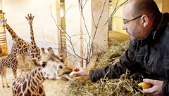 editel Zoo Praha: Pot je v tom, e maso nebylo ze irafy, ale z Maria