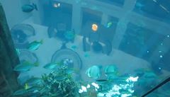 Výtah v berlínském hotelu obklopuje obří akvárium