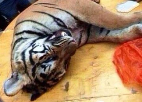 erstv zabitý tygr na jednom z 