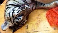 Zvrácenost čínské smetánky: hostiny se zabíjením tygrů či zlatá umyvadla