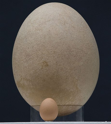 Obří vejce bylo v Londýně vydraženo za čtyři miliony korun 