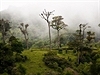 Kostarika, Monteverde, na okraji mlného pralesa jsou pastviny pro kon.