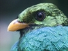 Kostarika, Monteverde. Kvesal (quetzal) chocholatý (Pharomachrus mocinno).