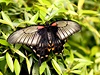 Tropití motýli se pstují v motýlí farm vzdálené zhruba 200 km od Londýna.