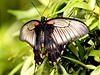 Motýli a kukly pro praskou výstavu se v pírod vyskytují pedevím v Africe, na Kanárských ostrovech, Filipínách, Thajsku, Malajsii, ve Stední a Jiní Americe.