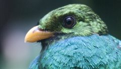 Kostarika, Monteverde. Kvesal (quetzal) chocholatý (Pharomachrus mocinno).