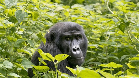 Gorily jsou hlavním turistickým lákadlem Udandy.