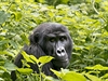 Gorily jsou hlavnm turistickm lkadlem Udandy.