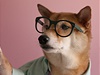 Pehlídka obleení z psího fashion blogu