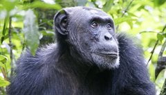 Alfa samec �impanzího klanu v  Kibale National Park.