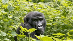 Gorily v Ugand ij z turist. Jejich stopovn stoj 12 tisc 