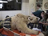 V Izraeli operovali medvda Manga, který ochrnul na zadní nohy