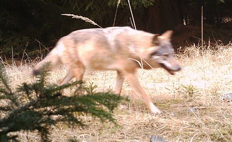 Vlk zachycený fotopastí na luknovsku