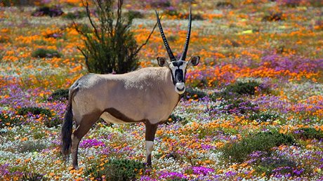 Pímoroec je stejnou ozdobou Namaqualandu jako rozkvetlá pou.