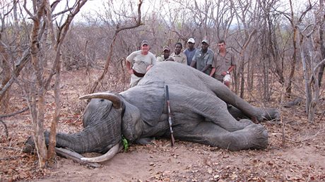 Zastelit slona v Zimbabwe (ale i jinde) mete legáln.