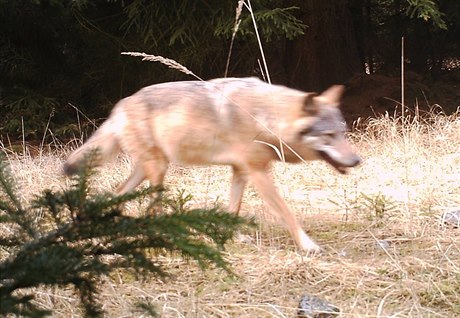 Vlk zachycený fotopastí na Šluknovsku