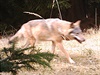 Vlk zachycený fotopastí na luknovsku