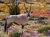 Pímoroec je stejnou ozdobou Namaqualandu jako rozkvetlá pou.
