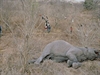 Zastelený slon piláká vesniany ze irokého okolí. (Snímek byl poízený...