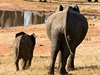 O mláata a mladé samice nemají lovci zájem. Hwange. Zimbabwe.