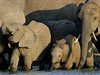 Kdo urí, zda je slon moc, nebo málo. Hwange. Zimbabwe.