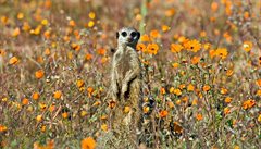 Namaqualand. Jihoafrická republika.