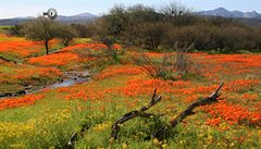 Namaqualand. Jihoafrická republika.