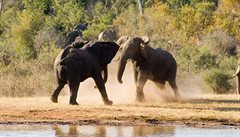 Slon se impozantní zvíe. Symbol Afriky. Umí ale nadlat pknou paseku. Hwange....