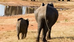 O mláata a mladé samice nemají lovci zájem. Hwange. Zimbabwe.