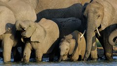 Kdo urí, zda je slon moc, nebo málo. Hwange. Zimbabwe.