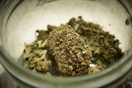 Marihuana (ilustraní fotografie).