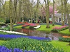 V Amsterdamu byla dokonce otevena první tulipánová burza na svt. Málokdo...
