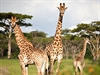 Karkloof Safari Spa & Game Reserve, Jihoafrická republika