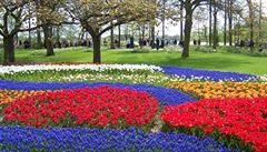 Dnes patří Nizozemsko mezi největšího exportéra těchto květin na světě.... | na serveru Lidovky.cz | aktuální zprávy