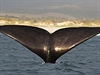 Kadý amatérský fotograf je astný, kdy se mu podaí vyfotit velrybí ploutev.