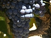Nejkrásnjí období na kapských vinicích je duben a kvten, kdy dozrávají...