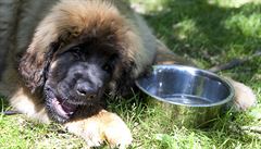 Horko musí protrp�t i zví�ata