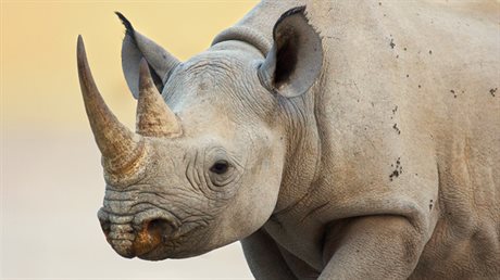 Pytlci zabij ron stovky nosoroc. Rohy jsou na ernm trhu velmi cennou...