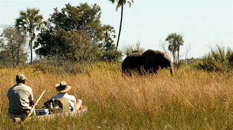 Delta Okavango. Safari z vody má úpln jiné kouzlo, ne safari z auta.