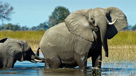 Milujeme vodu. Sloni v delt Okavango.