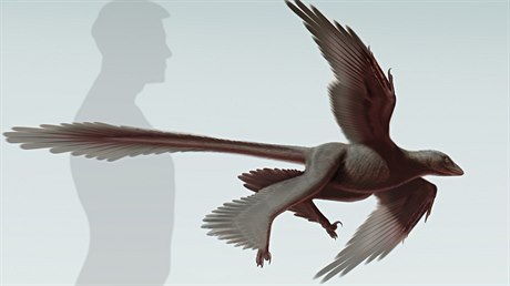 Dinosaurus, který dostal vdecké oznaení Changyuraptor yangi, ml protáhlý...