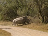 Nádherní nosoroci
