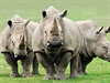 Bílý nosorožec je společenský a žije často ve skupinách.