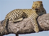 Opravdovým králem delty Okavango je leopard.